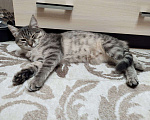 Кошки в Пензе: Пропала молодая кошечка (возраст 1 год) Девочка, 1 000 руб. - фото 5