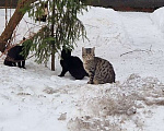 Кошки в Москве: Котята живут под ёлкой Девочка, Бесплатно - фото 3