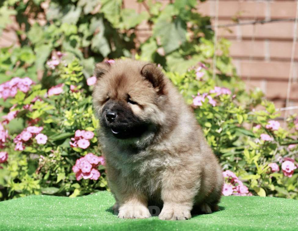 Собаки в Оренбурге: Щенок чау Франкли Фронт Стар  , д/р 25.06.2025г- ждёт самых лучших мам и пап  Мальчик, 80 000 руб. - фото 2