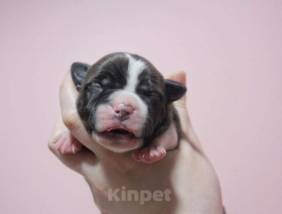 Собаки в Москве: Шикарные малыши амстаффа  Мальчик, 80 000 руб. - фото 3