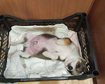 Собаки в Санкт-Петербурге: Малюсенький щенок Мальчик, 1 руб. - фото 10