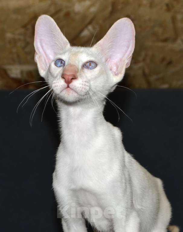 Кошки в Глазове: Хассан Мальчик, 25 000 руб. - фото 3