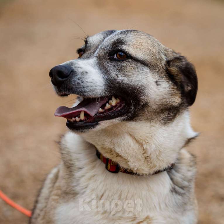 Собаки в Москве: Дейзи Девочка, Бесплатно - фото 3