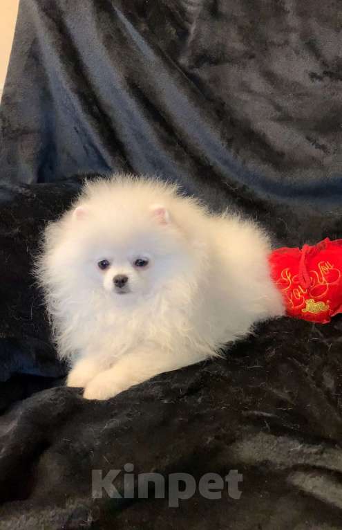 Собаки в Северске: Щенки белого померанского шпица  Девочка, 30 000 руб. - фото 5