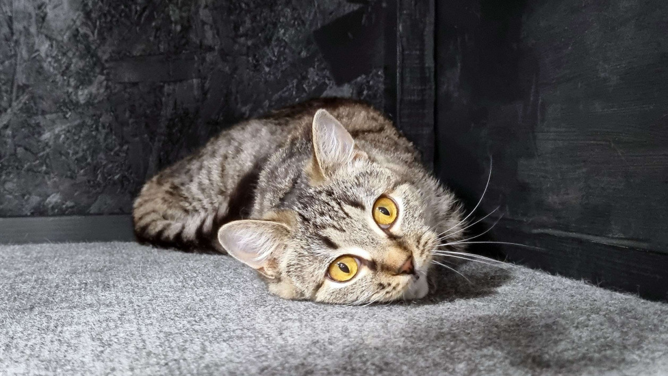 Кошки в Ставрополе: Коша в добрые руки. Девочка, Бесплатно - фото 1