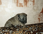Собаки в Краснодаре: Отдам щенков в добрые руки (без породы, не крупные, звонкие) Мальчик, 1 руб. - фото 1