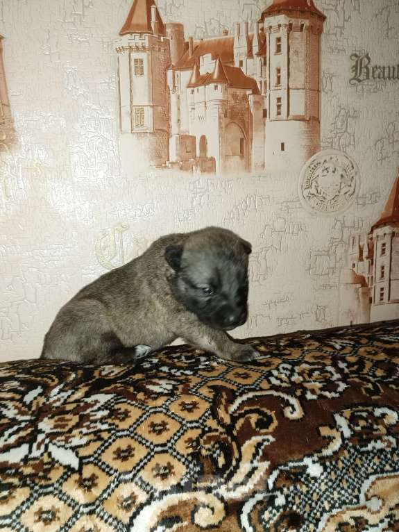 Собаки в Краснодаре: Отдам щенков в добрые руки (без породы, не крупные, звонкие) Мальчик, 1 руб. - фото 1