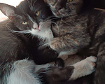 Кошки в Донецке: Котятки-ребятки ищут дом  Девочка, Бесплатно - фото 4