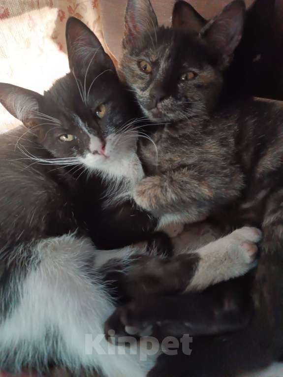 Кошки в Донецке: Котятки-ребятки ищут дом  Девочка, Бесплатно - фото 4