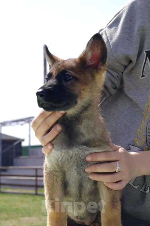 Собаки в Анапе: Продаются потрясающие щенки немецкой овчарки  Девочка, 60 000 руб. - фото 3
