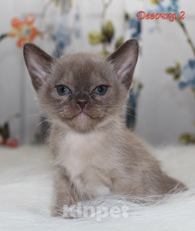 Кошки в Екатеринбурге: Бурманские котята соболь Девочка, 50 000 руб. - фото 2