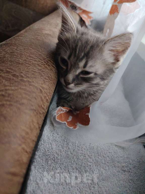 Кошки в Перми: Котенок в добрые руки.  Мальчик, Бесплатно - фото 2