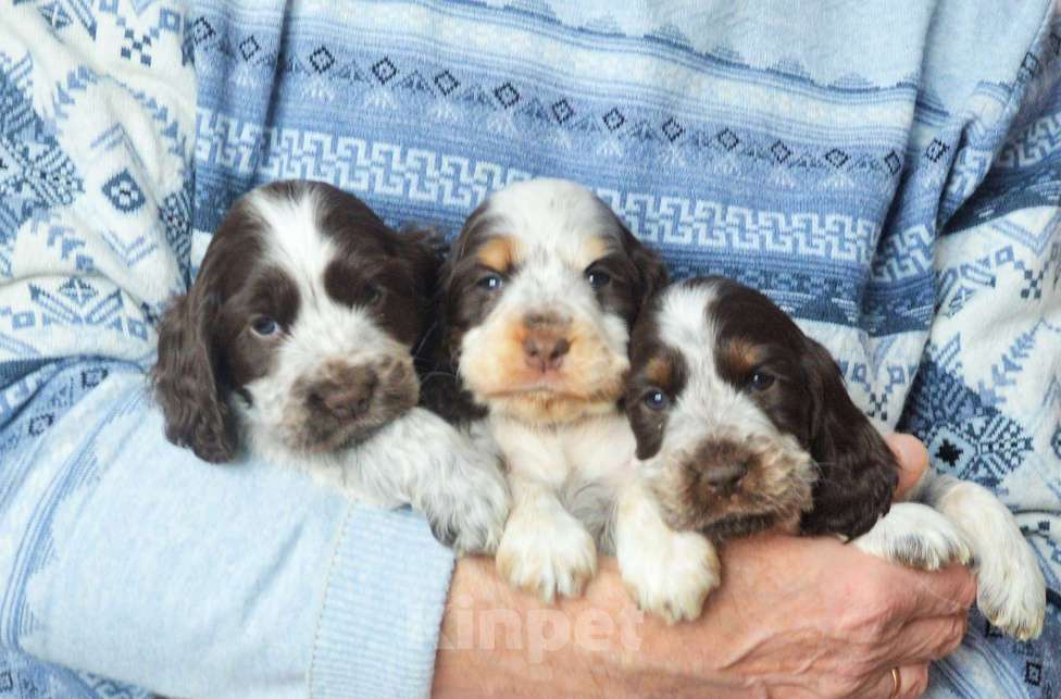 Собаки в Переславле-Залесском: Английского кокера щенок Девочка, Бесплатно - фото 4