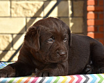 Собаки в Москве: Щенки лабрадора шоколадные  Девочка, Бесплатно - фото 7