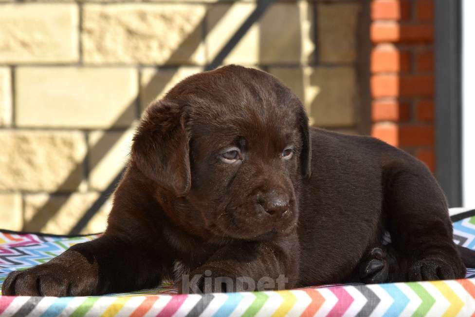 Собаки в Москве: Щенки лабрадора шоколадные  Девочка, Бесплатно - фото 7