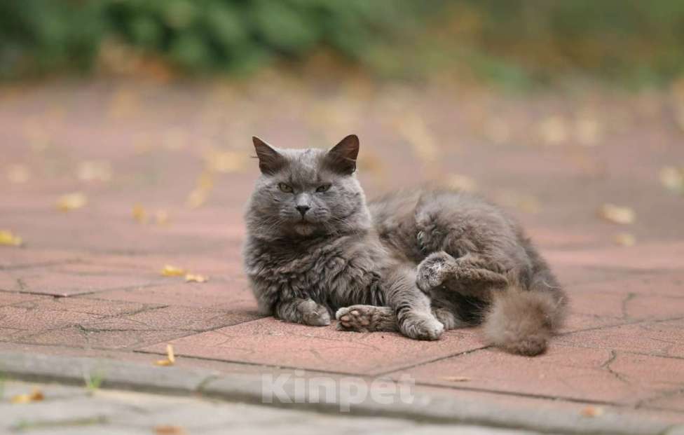 Кошки в Москве: Шикарный Дымок - метис нибелунга (1,5 г.) в дар Мальчик, Бесплатно - фото 4
