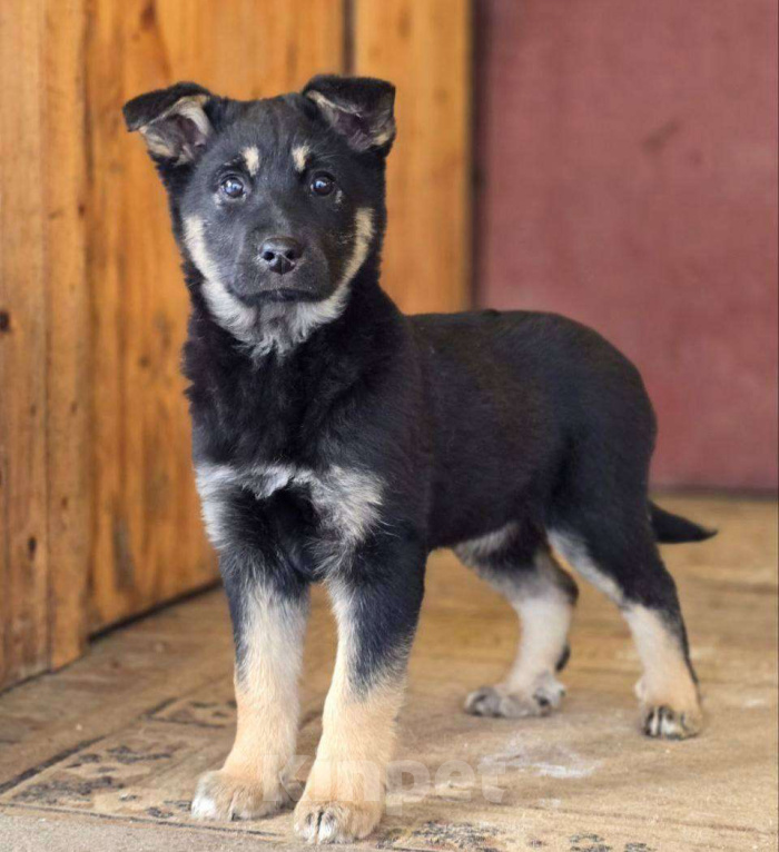 Собаки в Москве: Щенок Дана ищет дом Девочка, Бесплатно - фото 1
