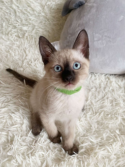Объявление: Тайский милый котенок мальчик , 10 000 руб., Люберцы