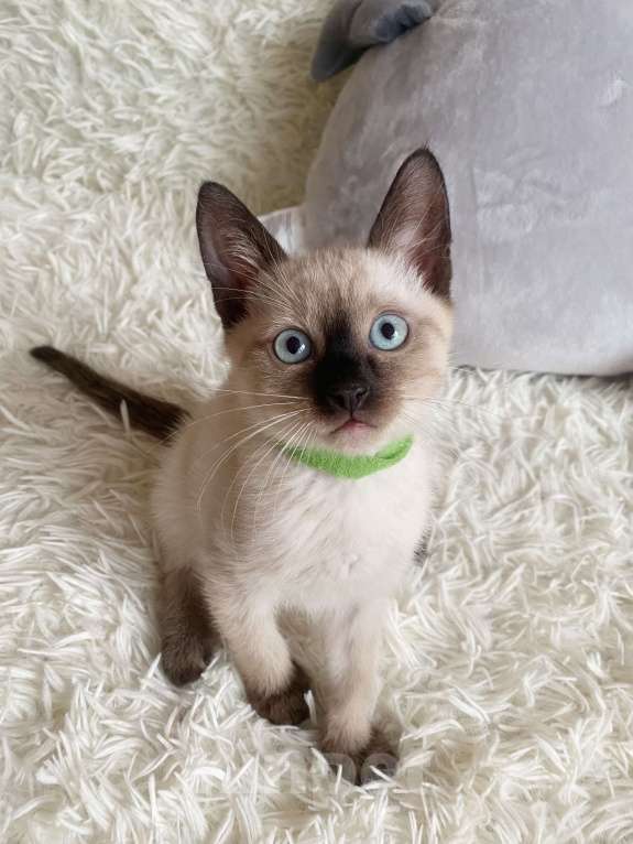 Кошки в Люберцах: Тайский милый котенок мальчик  Мальчик, 10 000 руб. - фото 1