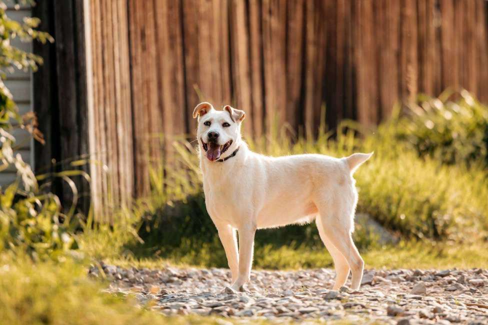 Собаки в Москве: Снежка. Метис стаффорда в добрые руки Девочка, Бесплатно - фото 3