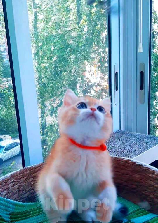 Кошки в Москве: Золотые плюшевые шиншилы  Мальчик, 50 000 руб. - фото 5