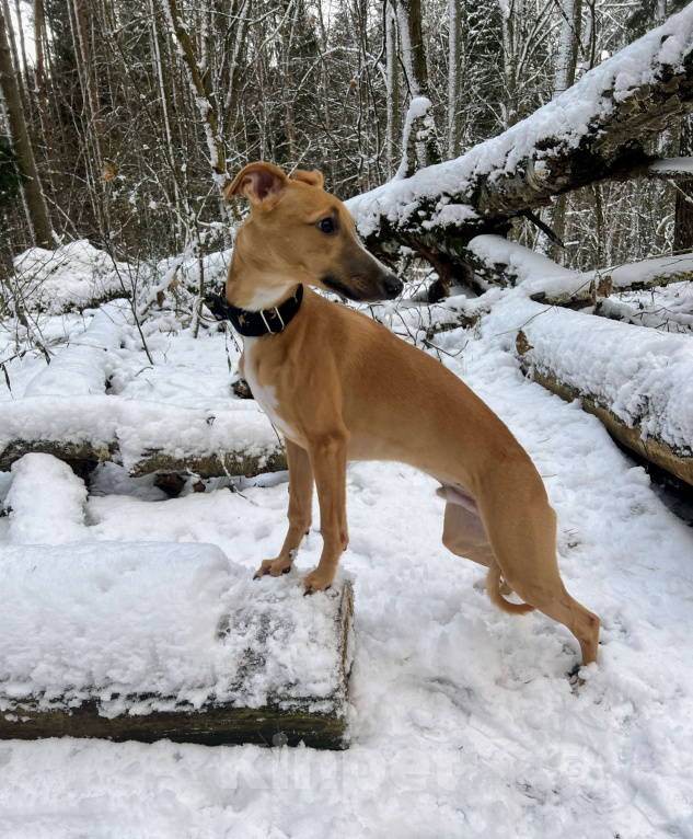 Собаки в Кубинке: Щенок уиппета Мальчик, 50 000 руб. - фото 6