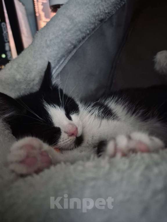 Кошки в Москве: Котенок в добрые руки Девочка, 10 руб. - фото 3