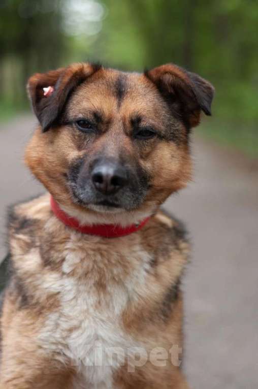 Собаки в Ногинске: Модерн - элегантен, галантен, учтив - в поиске дома Мальчик, Бесплатно - фото 1
