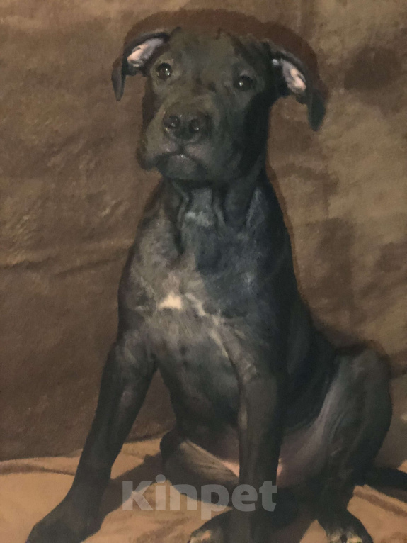 Собаки в Новосибирске: Щенок американского питбультерьера  Мальчик, 35 000 руб. - фото 1