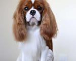 Собаки в других городах Московской области: Кавалер Кинг Чарльз Спаниель Мальчик, Бесплатно - фото 9