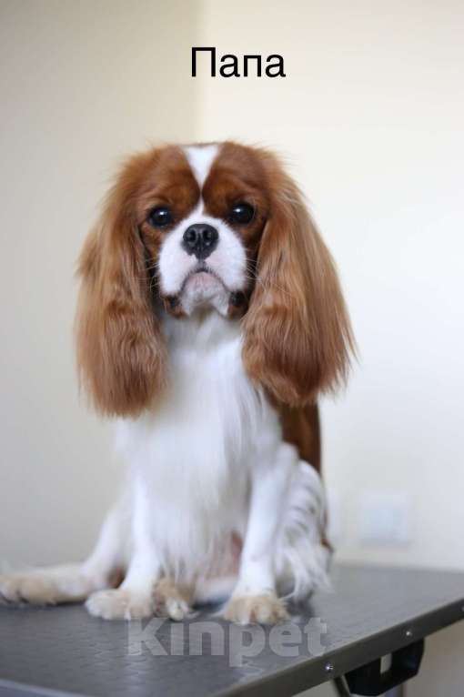 Собаки в других городах Московской области: Кавалер Кинг Чарльз Спаниель Мальчик, Бесплатно - фото 9