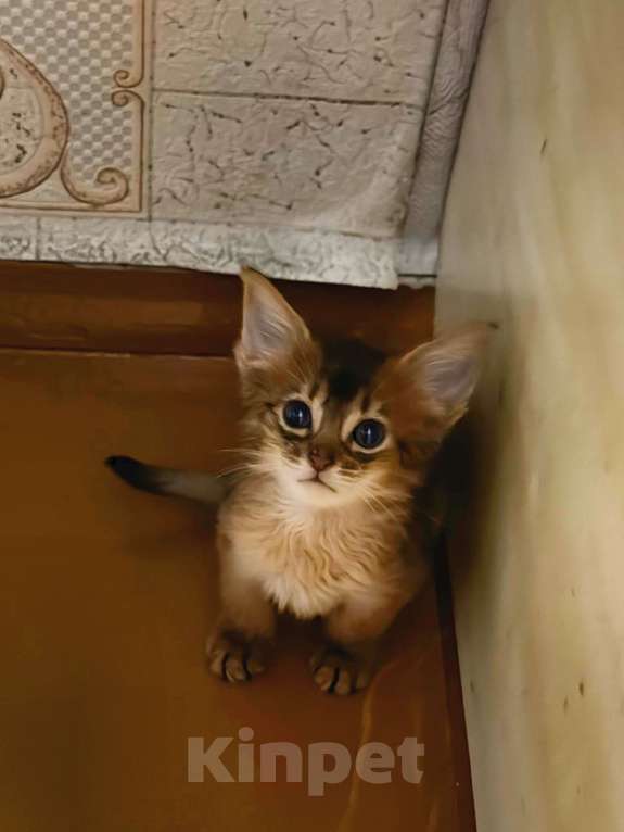 Кошки в Томске: Сомалийская кошечка 2 месяца Девочка, 30 000 руб. - фото 4