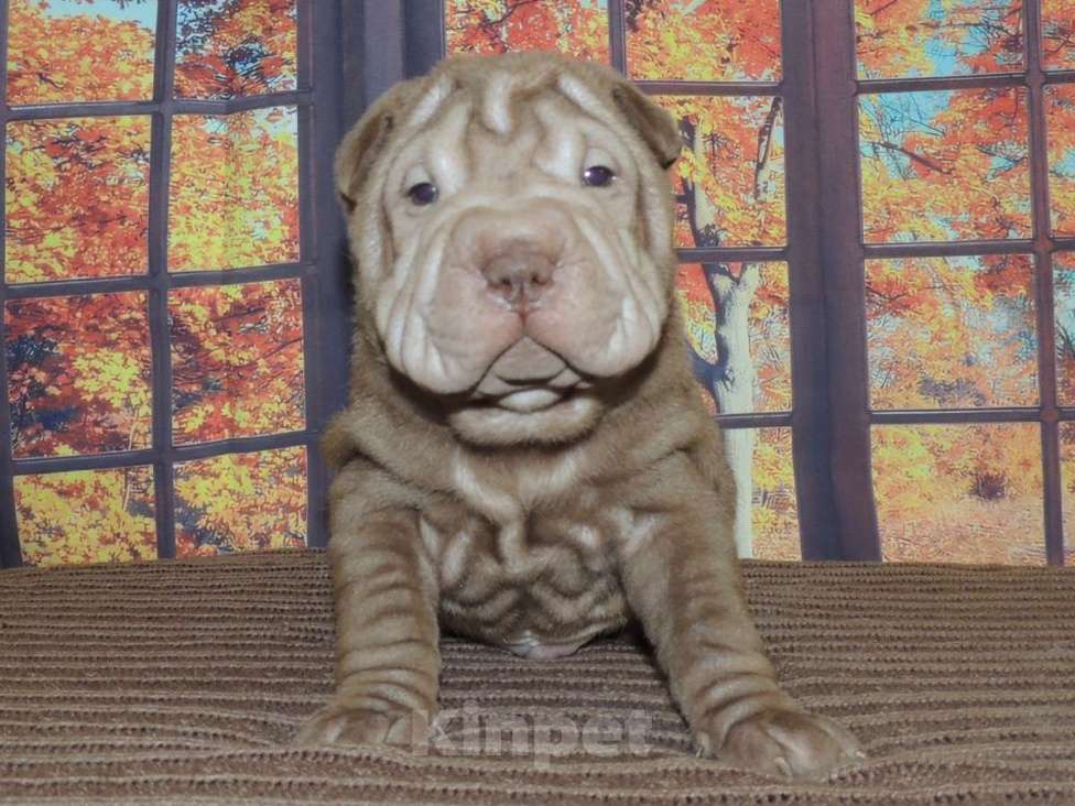 Собаки в Москве: Шикарный шоколадный щенок шарпей Сникерс Мальчик, Бесплатно - фото 1