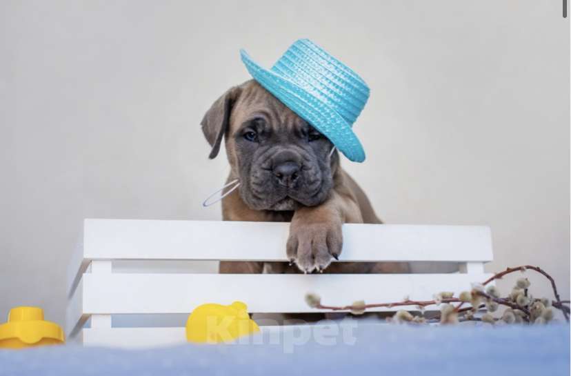 Собаки в Краснодаре: Продам щенков кане корсо  Мальчик, 100 000 руб. - фото 4