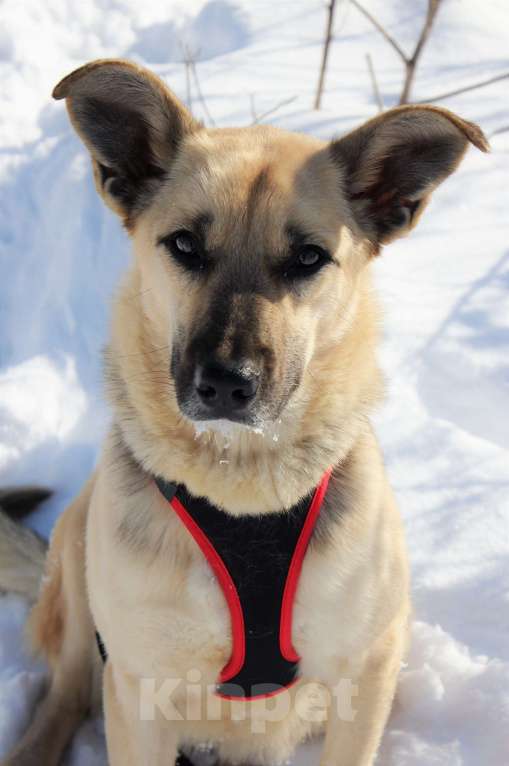 Собаки в Москве: Марфа Девочка, Бесплатно - фото 3