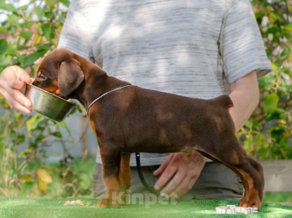 Собаки в Москве: Щенки добермана Мальчик, Бесплатно - фото 2