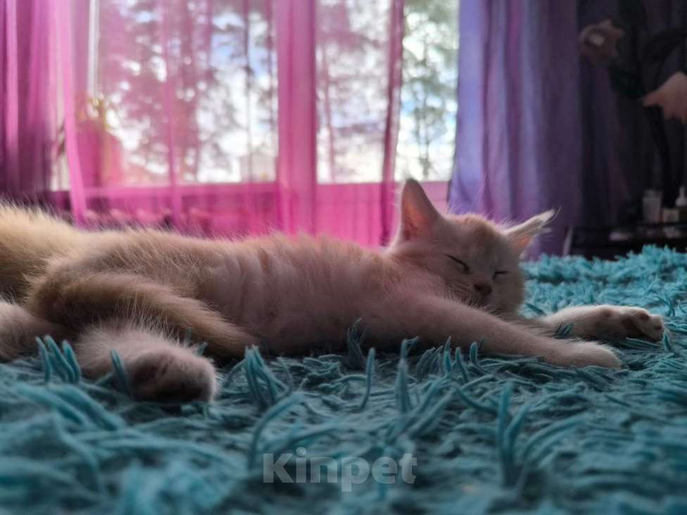 Кошки в других городах Тверской области: Котята Мейкун Мальчик, 17 000 руб. - фото 3