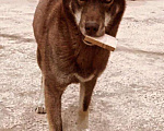 Собаки в Краснодаре: Пропала собака Девочка, 5 000 руб. - фото 2