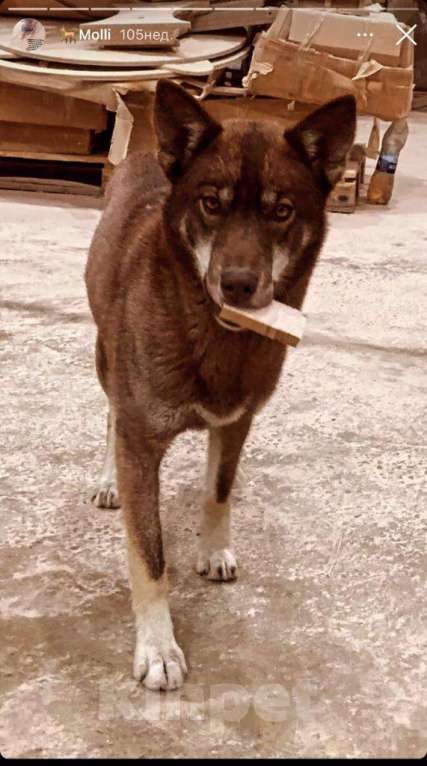 Собаки в Краснодаре: Пропала собака Девочка, 5 000 руб. - фото 2