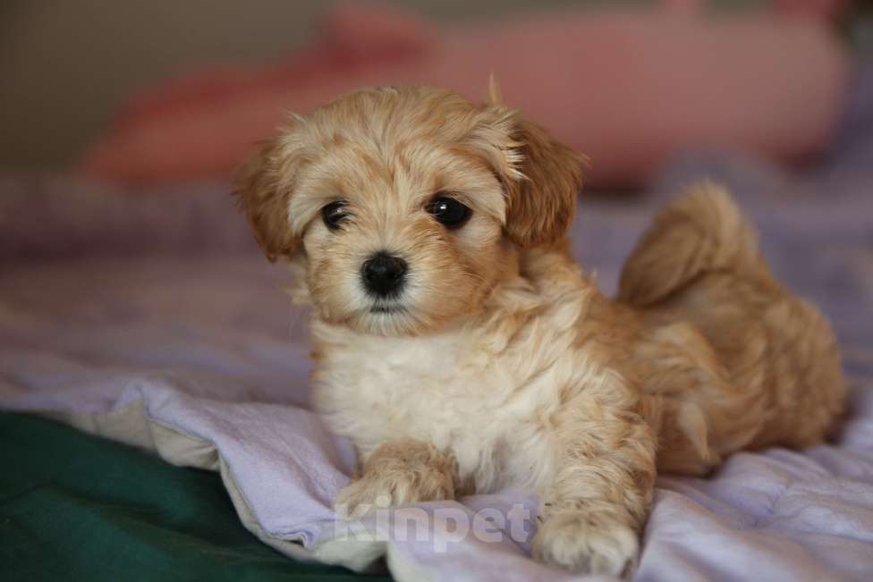 Собаки в Москве: Мальтипу щенок F1 девочка абрикосовая + милый видеоархив взросления 🐶 Девочка, Бесплатно - фото 2