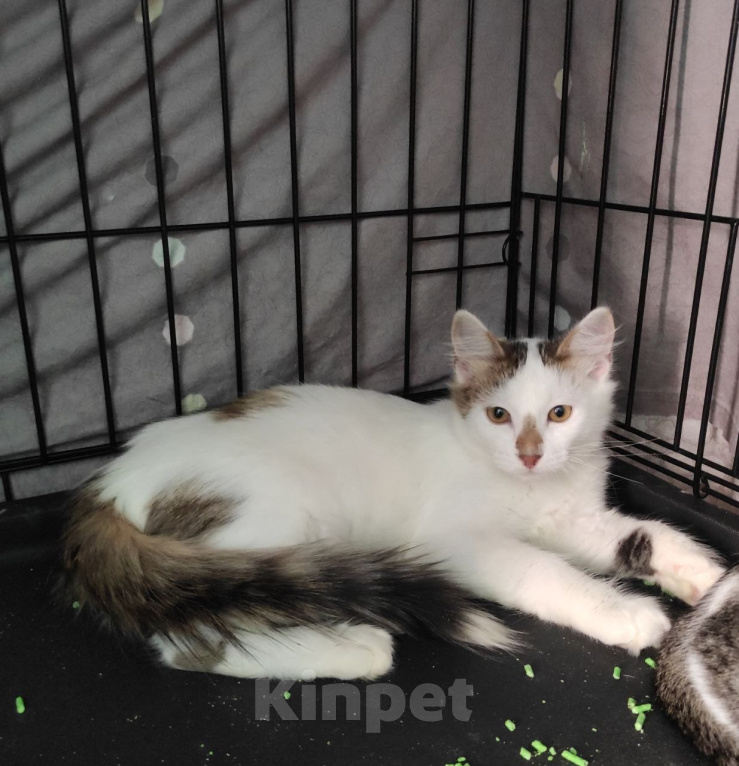 Кошки в Москве: Котенок ищет дом Мальчик, Бесплатно - фото 3
