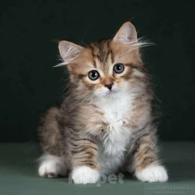 Кошки в Москве: Элитные котята. Питомник. Девочка, 60 000 руб. - фото 6