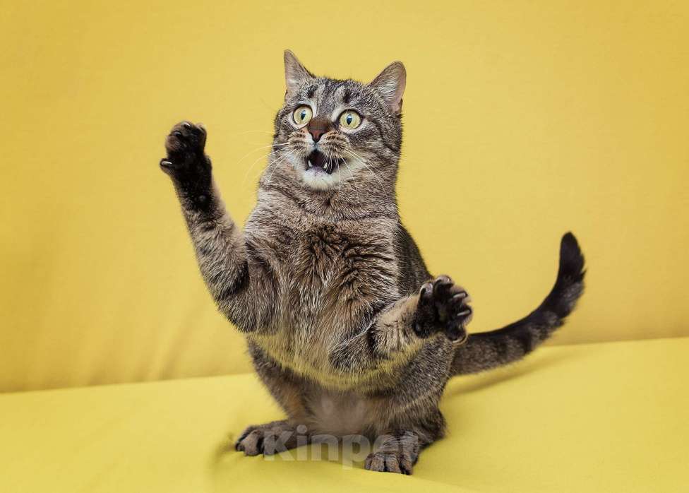 Кошки в Москве: Кошка-мем по имени Фрикаделька ищет ценителей необычных лиц и съедобных имён! Девочка, Бесплатно - фото 3