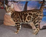 Кошки в Лебедяни: Бенгальский кот на вязку., 1 руб. - фото 4