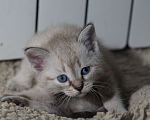 Кошки в Саратове: Рождественский котёнок Мальчик, 20 руб. - фото 2