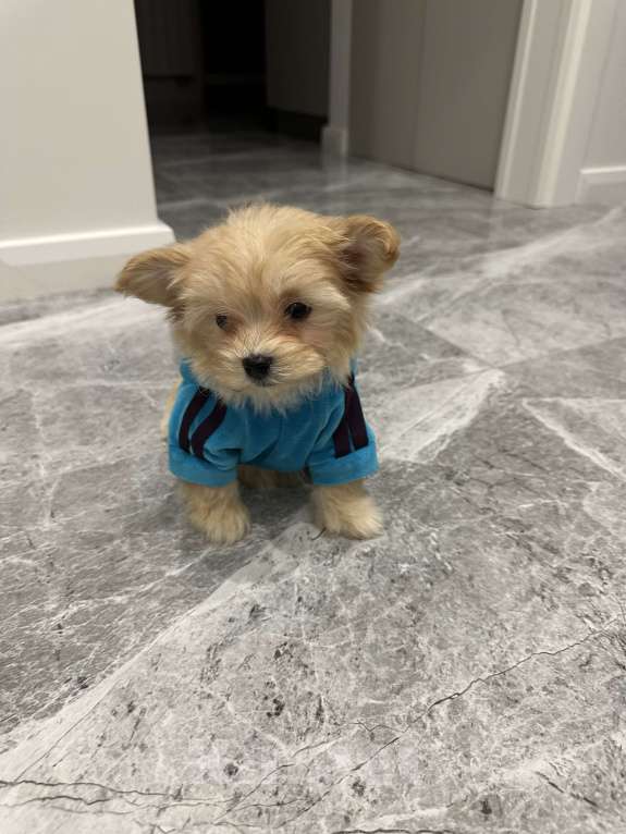 Собаки в Звенигороде: Девочка мальтипу микро f1 Девочка, 100 000 руб. - фото 4