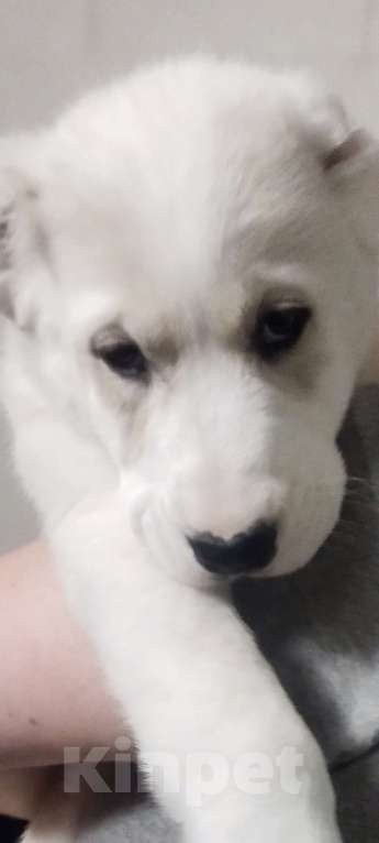 Собаки в Перми: Щенки САО  Мальчик, Бесплатно - фото 2