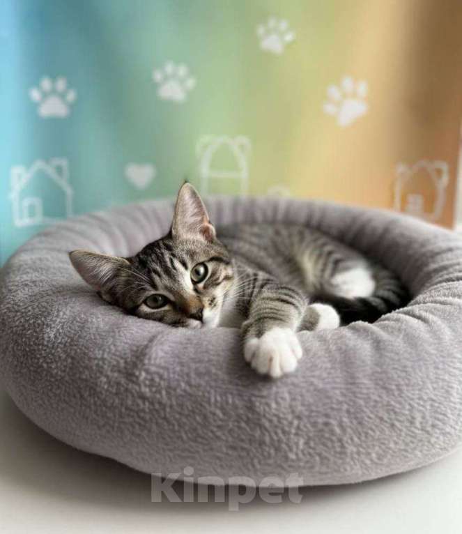 Кошки в Москве: котенок Мисси ищет дом Девочка, Бесплатно - фото 2