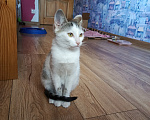 Кошки в Калуге: Котенок в добрые руки Девочка, Бесплатно - фото 5