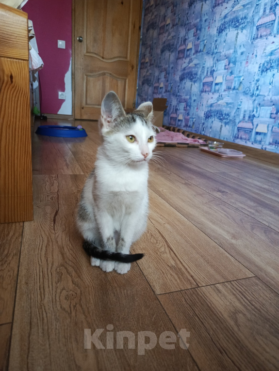 Кошки в Калуге: Котенок в добрые руки Девочка, Бесплатно - фото 5
